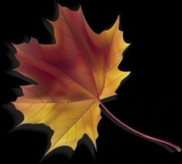 Golden maple leaf